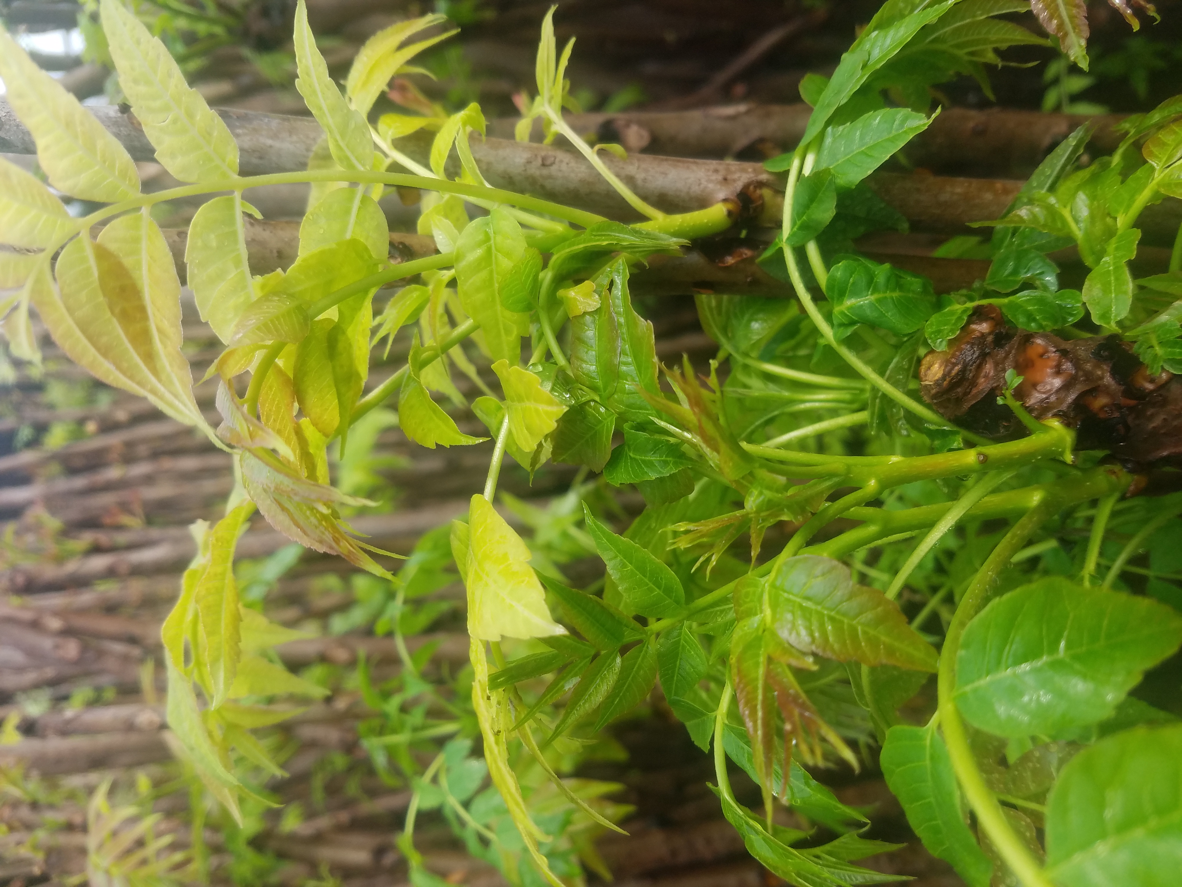 香椿苗 香椿苗價(jià)格 香椿苗怎么吃 香椿苗種植基地