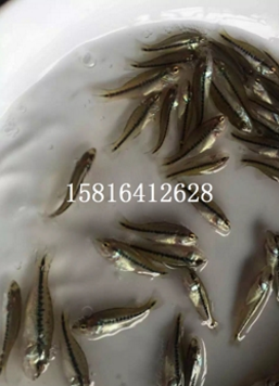 加州鱸魚 加州鱸魚報價 加州鱸魚批發(fā) 加州鱸魚供應(yīng)商 加州鱸魚哪家好 加州鱸魚電話