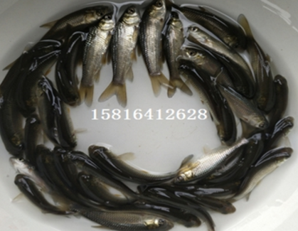四大家魚 四大家魚報價 四大家魚批發(fā) 四大家魚供應(yīng)商 四大家魚哪家好 四大家魚電話