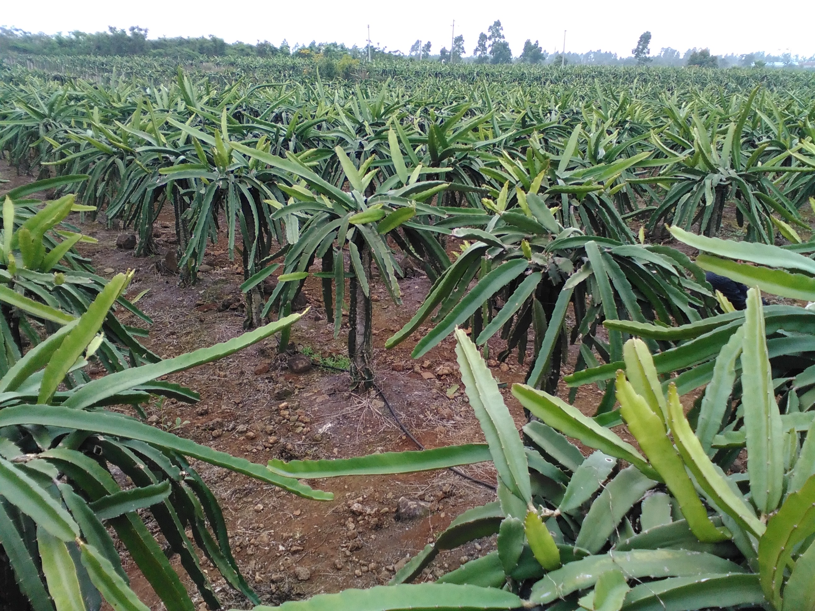 供應(yīng)自授粉香蜜龍紅心火龍果苗-自授粉香蜜龍紅心火龍果苗批發(fā)-自授粉香蜜龍紅心火龍果苗價格