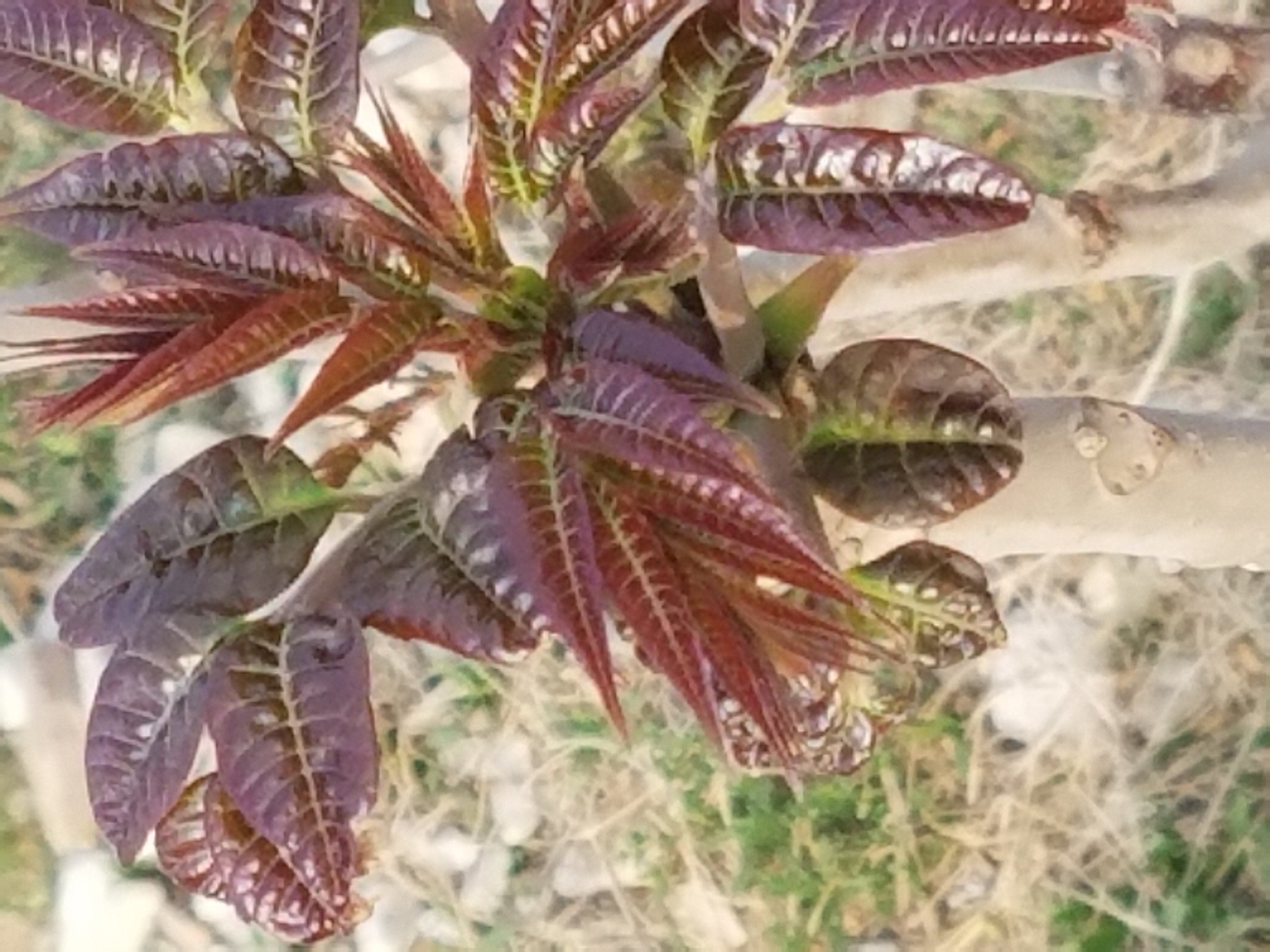 香椿苗 香椿苗價(jià)格 香椿苗怎么吃 香椿苗種植基地