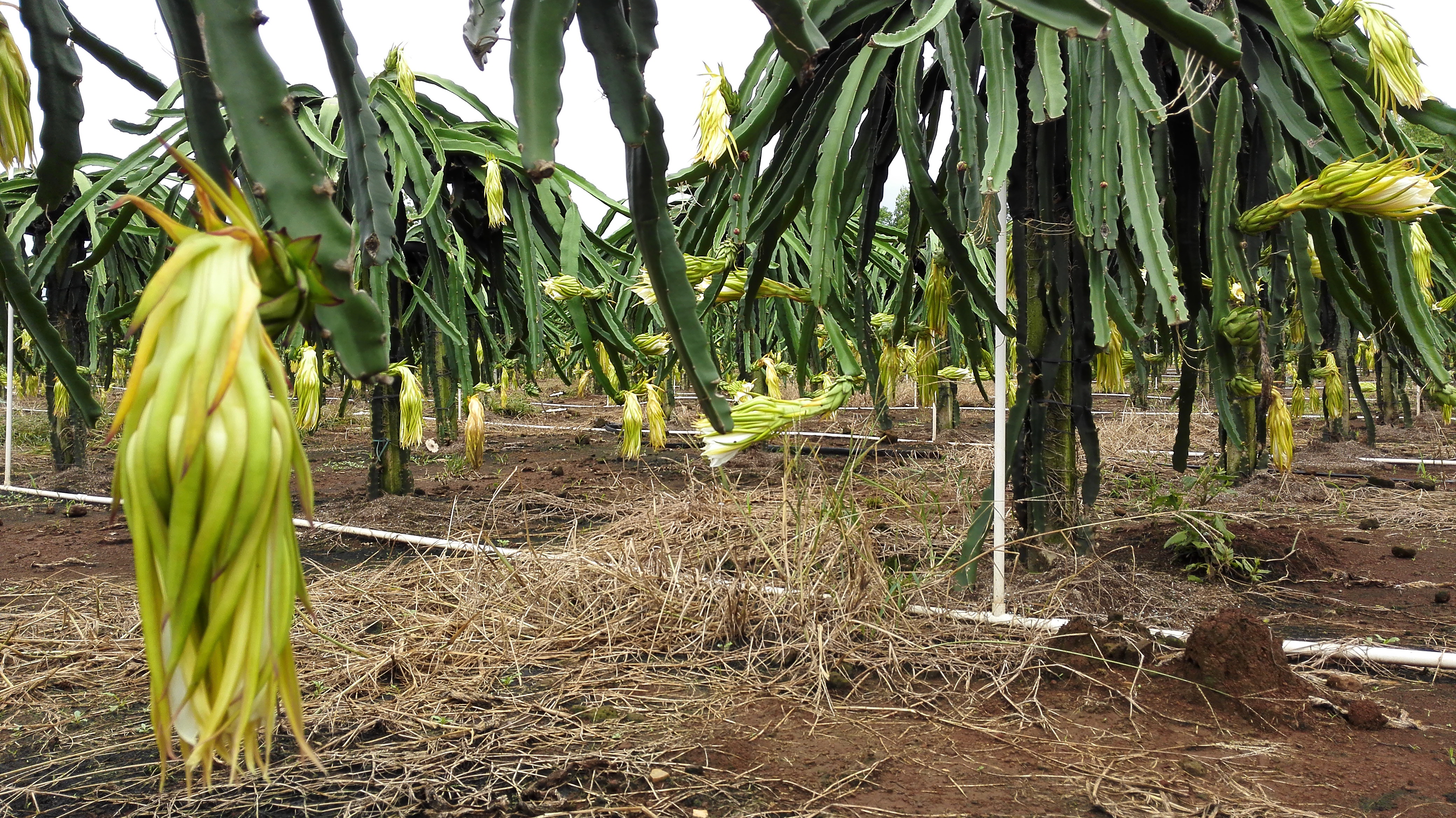 供應(yīng)佛山紅心火龍果苗-佛山火龍果苗價(jià)格-自授粉紅心火龍果苗批發(fā)-佛山火龍果苗