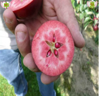 紅肉蘋果苗報(bào)價(jià) 山東紅肉蘋果苗 山東紅肉蘋果苗價(jià)格 山東紅肉蘋果苗聯(lián)系方式 山東蘋果苗價(jià)格