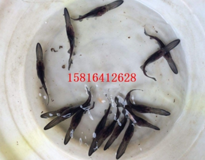 鴨嘴魚 鴨嘴魚報價 鴨嘴魚批發(fā) 鴨嘴魚供應商 鴨嘴魚哪家好 鴨嘴魚電話