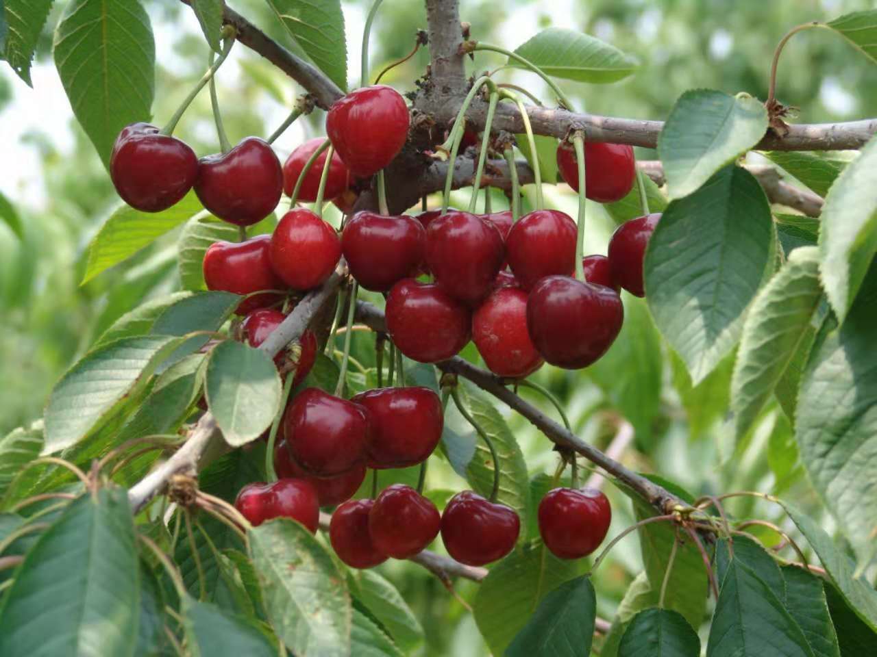 櫻桃 櫻桃苗木  櫻桃苗木哪家好  供應優(yōu)質供應櫻桃