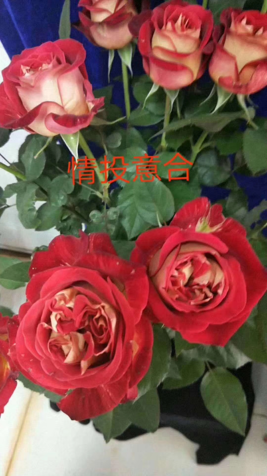云南月季苗木種植基地 月季苗木價(jià)格 月季鮮花