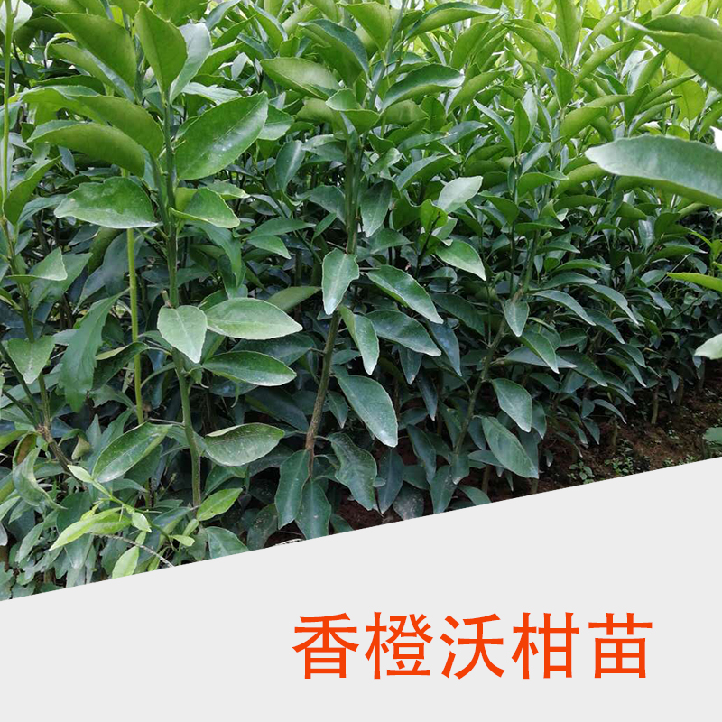 廣西基地批發(fā)果樹苗香橙沃柑苗 柑桔苗 砂糖橘樹苗無核沃柑苗木批發(fā)