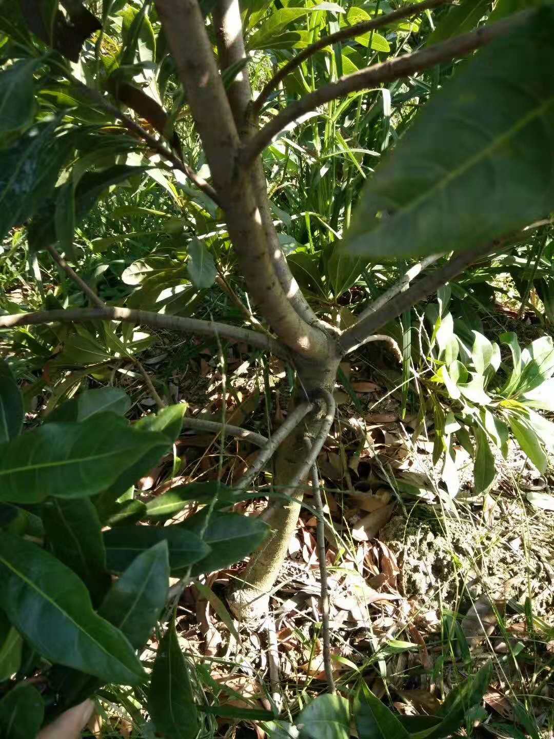 種植楊梅苗木的方法