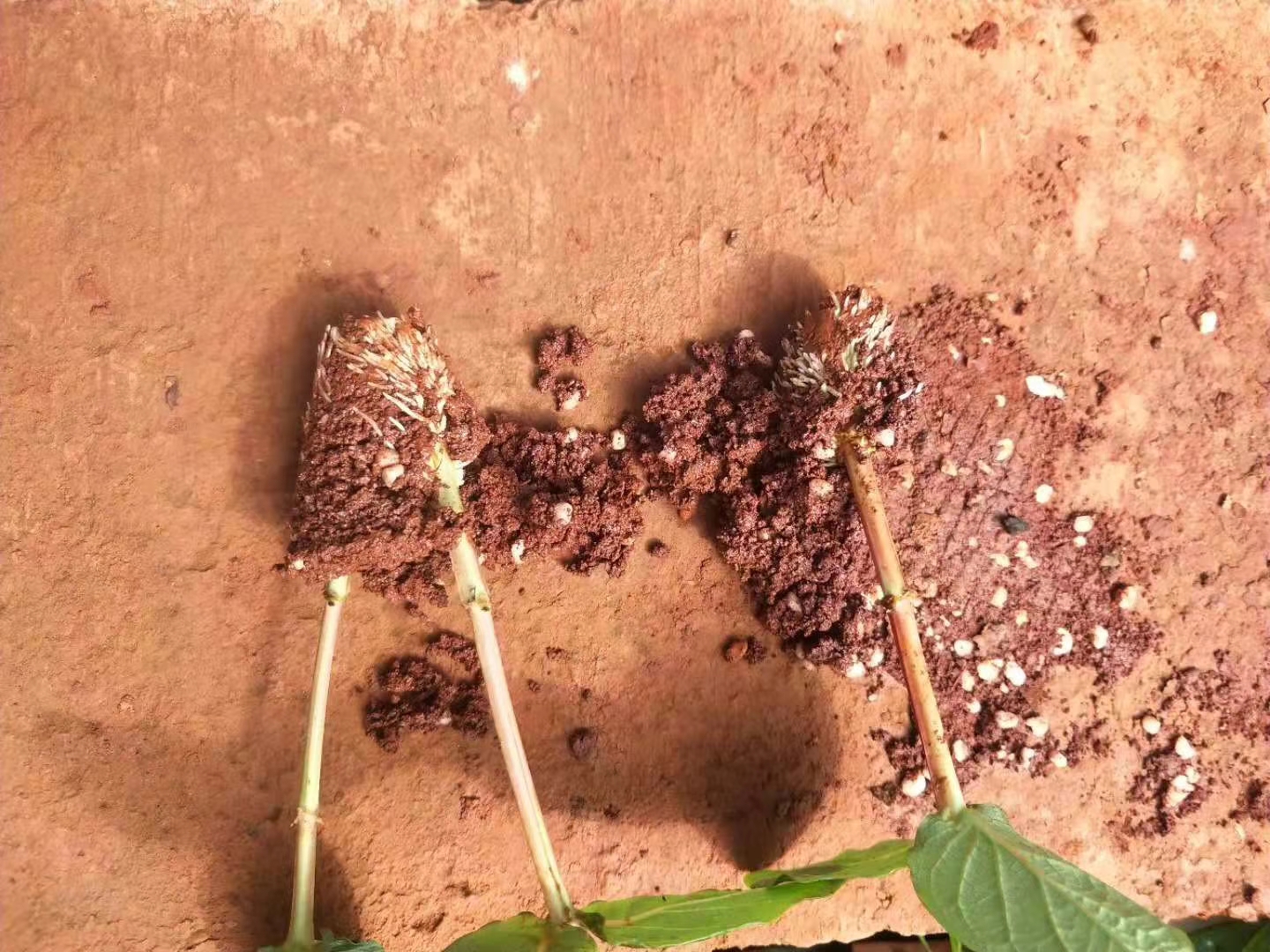 月季苗木價(jià)格 云南月季苗木種植基地 月季花苗木