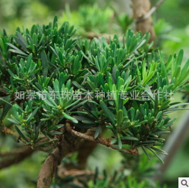 盆栽盆景 盆栽盆景報價 盆栽盆景批發(fā) 盆栽盆景供應商 盆栽盆景哪家好 盆栽盆景電話