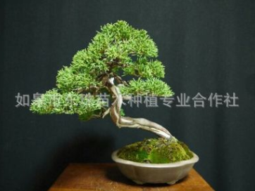 盆栽盆景 盆栽盆景報價 盆栽盆景批發(fā) 盆栽盆景供應商 盆栽盆景哪家好 盆栽盆景電話