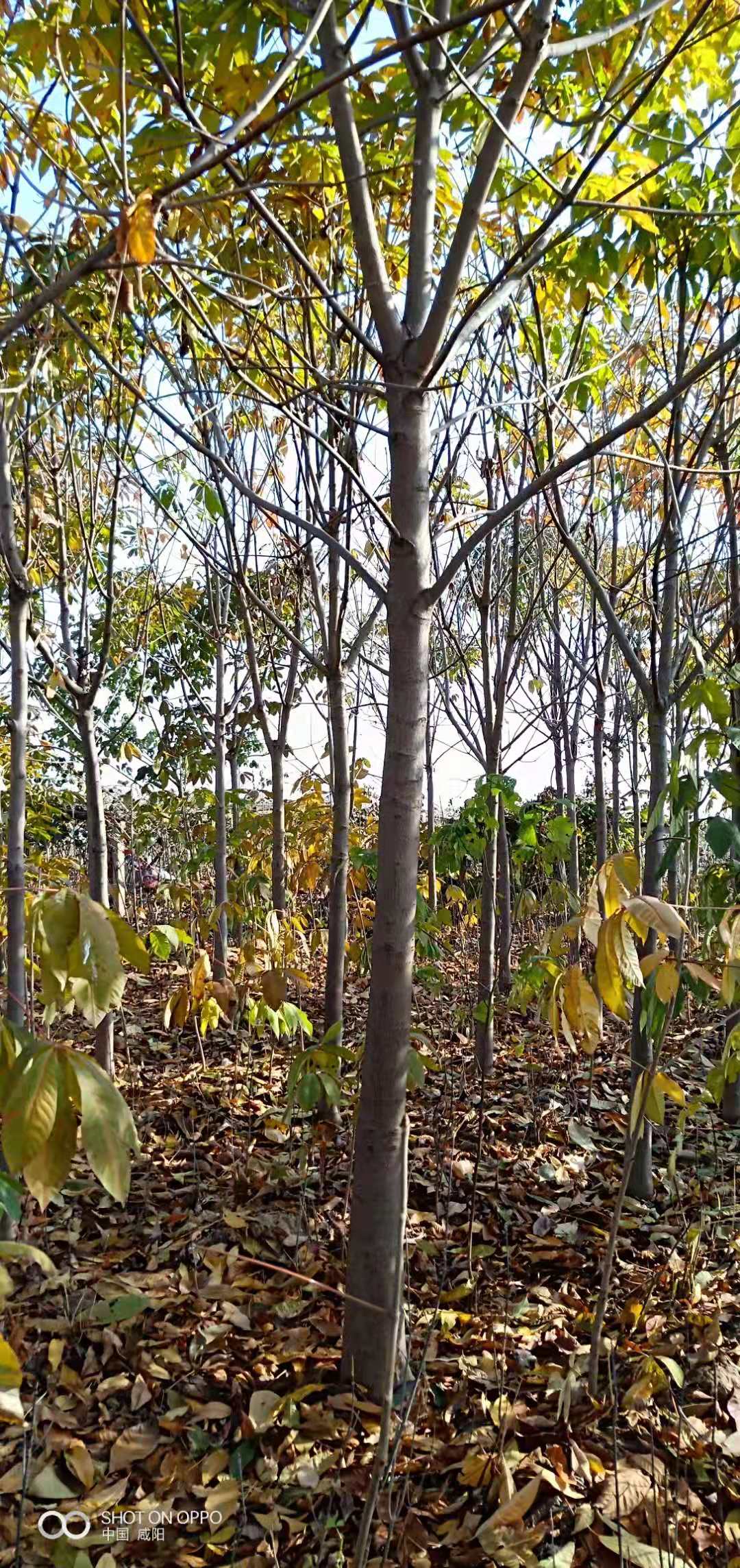 紅葉李種苗/商洛紅葉李種植戶地址/安康市紅葉李種苗基地