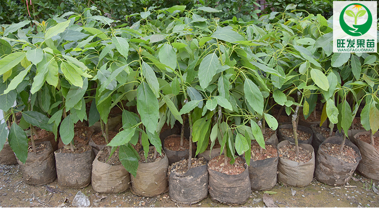 哈斯牛油果哈斯牛油果苗