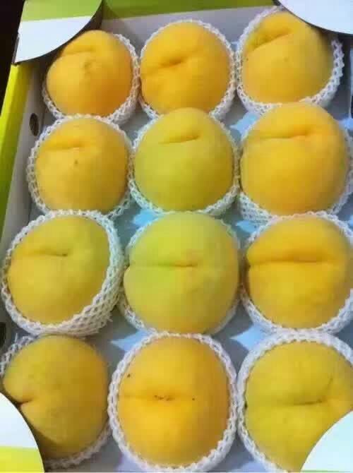 銷售產(chǎn)量高果大黃桃苗技術(shù)特色種植