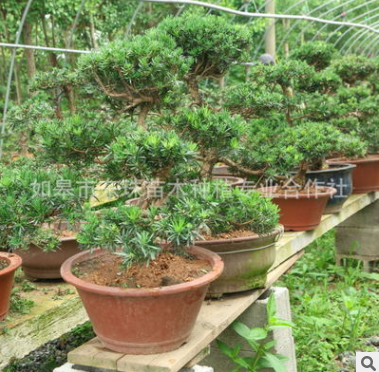 盆栽盆景 盆栽盆景報價 盆栽盆景批發(fā) 盆栽盆景供應商 盆栽盆景哪家好 盆栽盆景電話