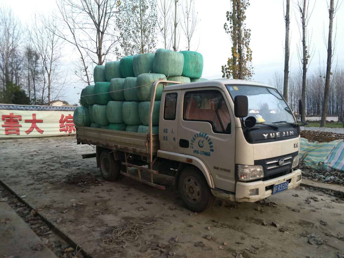 陜西洋縣玉米秸稈青飼料牛羊粗飼料粗飼料廠家?guī)О粲衩浊鄡S家批發(fā)