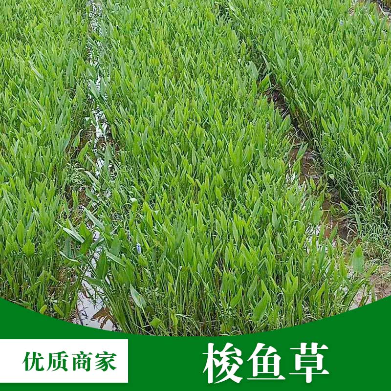 梧州梭魚草批發(fā)、價(jià)格、基地直銷、價(jià)錢【梧州市群鋒水生植物有限公司】