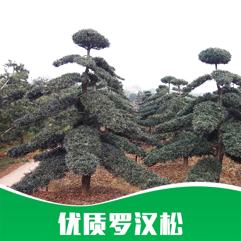 *羅漢松樹苗批發(fā)價(jià)格-造型羅漢松苗圃產(chǎn)地直銷