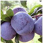 大量 黑寶石、秋姬李、李子苗 【圖】、黑寶石李子苗