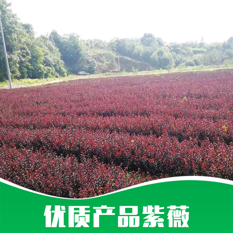 紫薇苗木批發(fā)報(bào)價(jià)-苗圃直銷(xiāo)價(jià)格-供應(yīng)商電話
