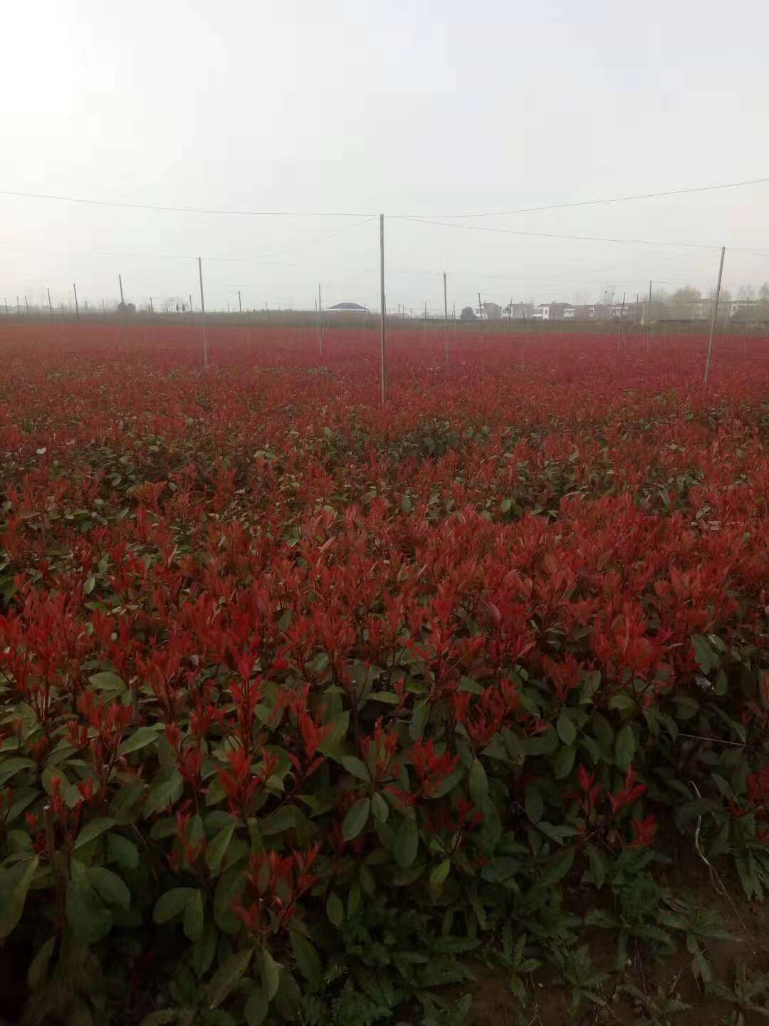 紅葉石楠小苗的種植方法