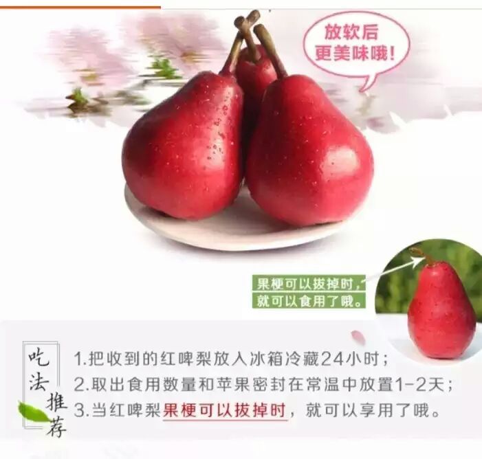 基地銷(xiāo)售營(yíng)養(yǎng)美味形狀可愛(ài)紅啤梨苗批發(fā)