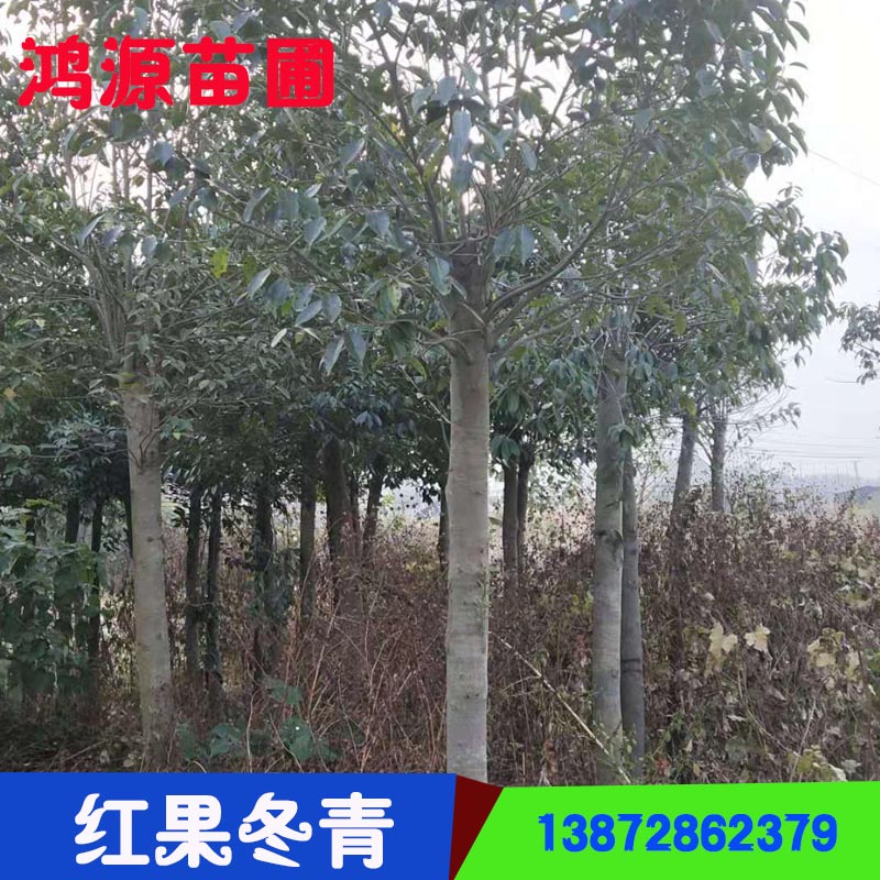 湖北紅果冬青哪家好-電話-價(jià)格