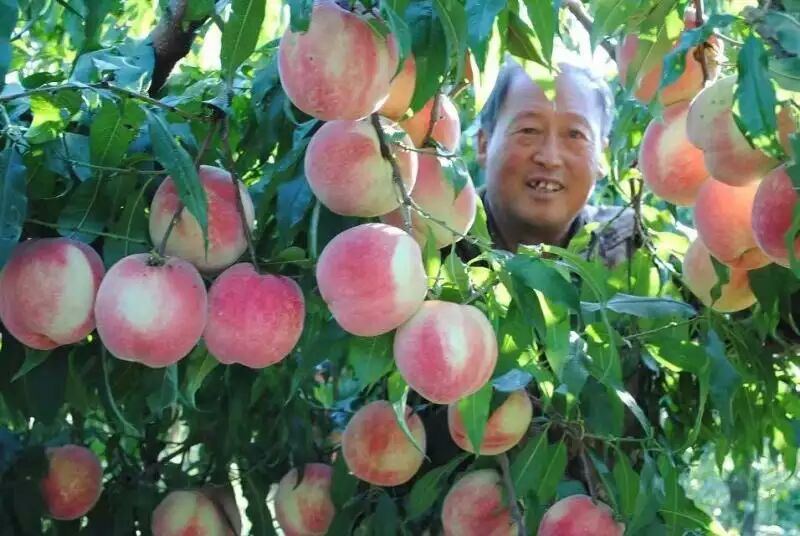 供應(yīng)營養(yǎng)價(jià)值高水蜜桃苗大量批發(fā)上市