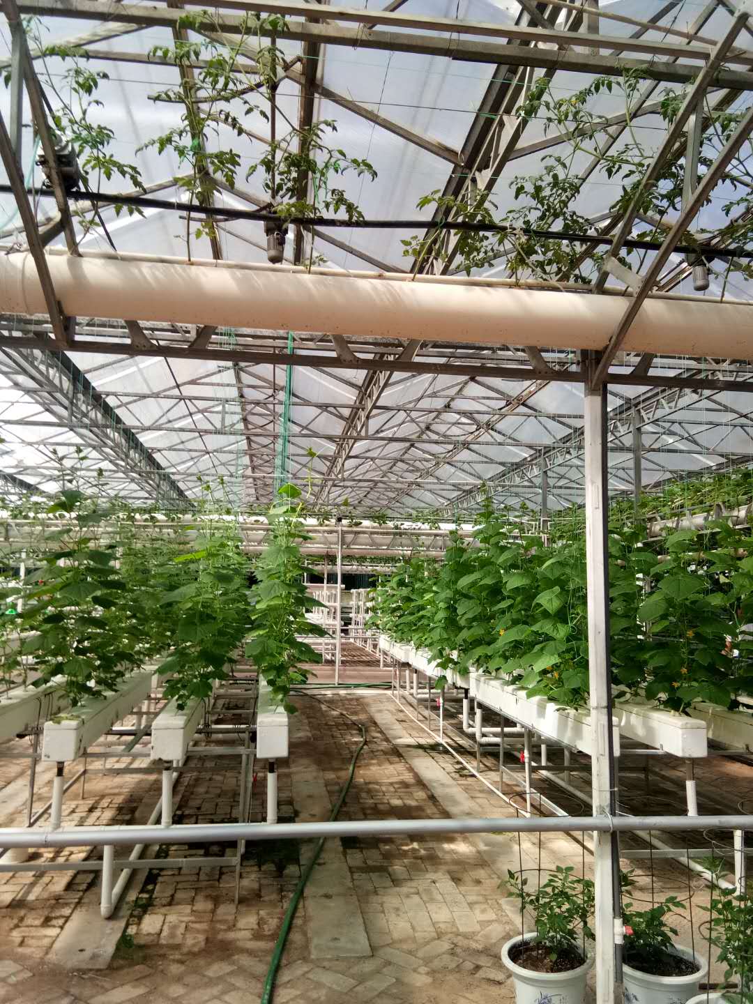 玻璃無土栽培溫室 無土栽培種植 無土栽培種植用哪種材料的溫室大棚好
