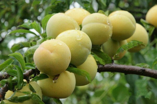 供應(yīng)色澤金黃玲瓏剔透黃金李苗