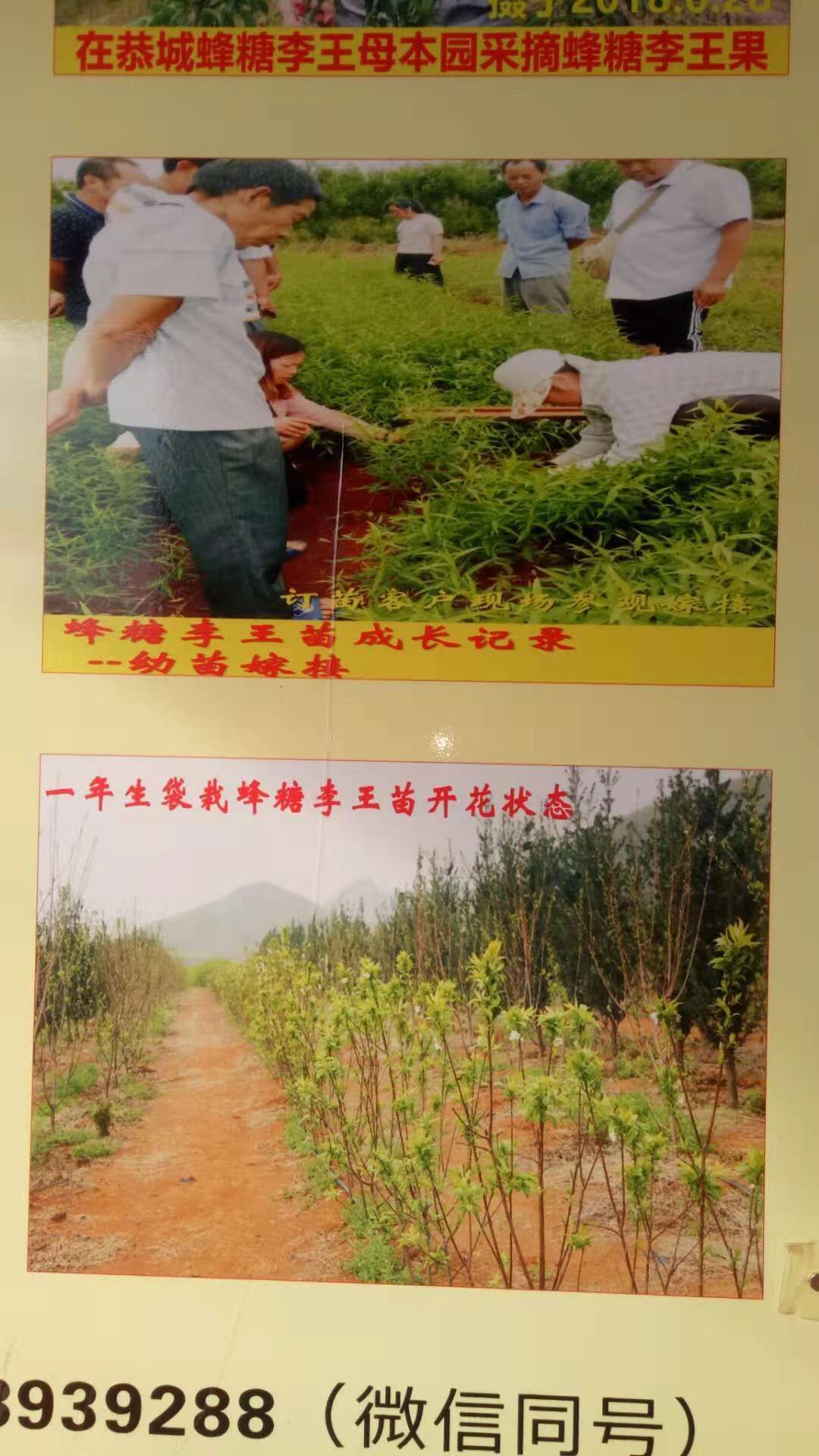 蜂糖李苗-廣西蜂糖李苗基地-廣西桂林蜂糖李子苗廠家批發(fā) 供應(yīng)蜂糖李苗