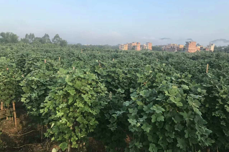 葛根的作用與功效，廣州葛根種苗種植基地，葛根種苗批發(fā)報(bào)價(jià)