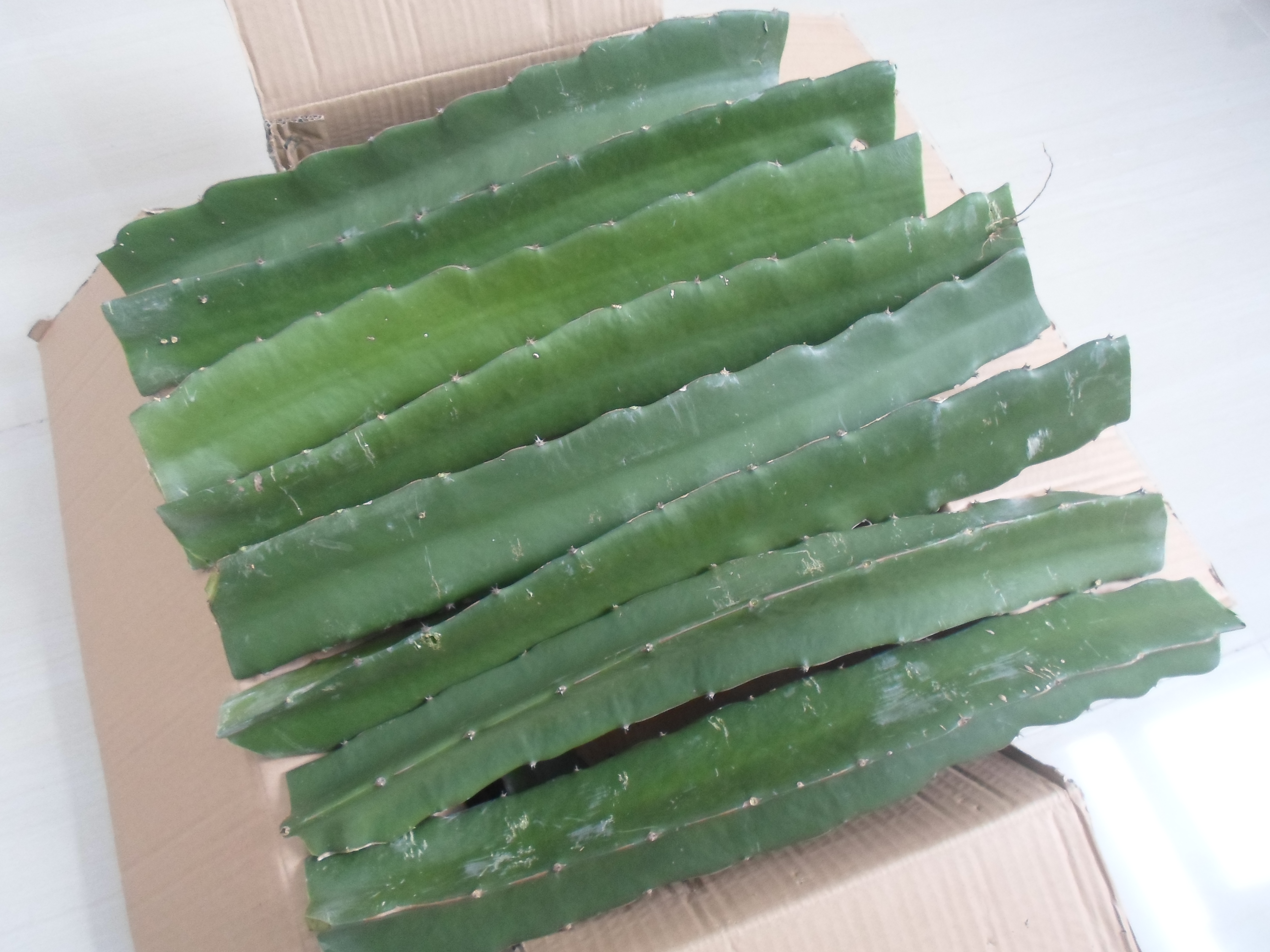 供應(yīng)云安縣紅心火龍果苗- 云安縣火龍果苗價(jià)格-自授粉紅心火龍果苗批發(fā)-云安縣火龍果苗