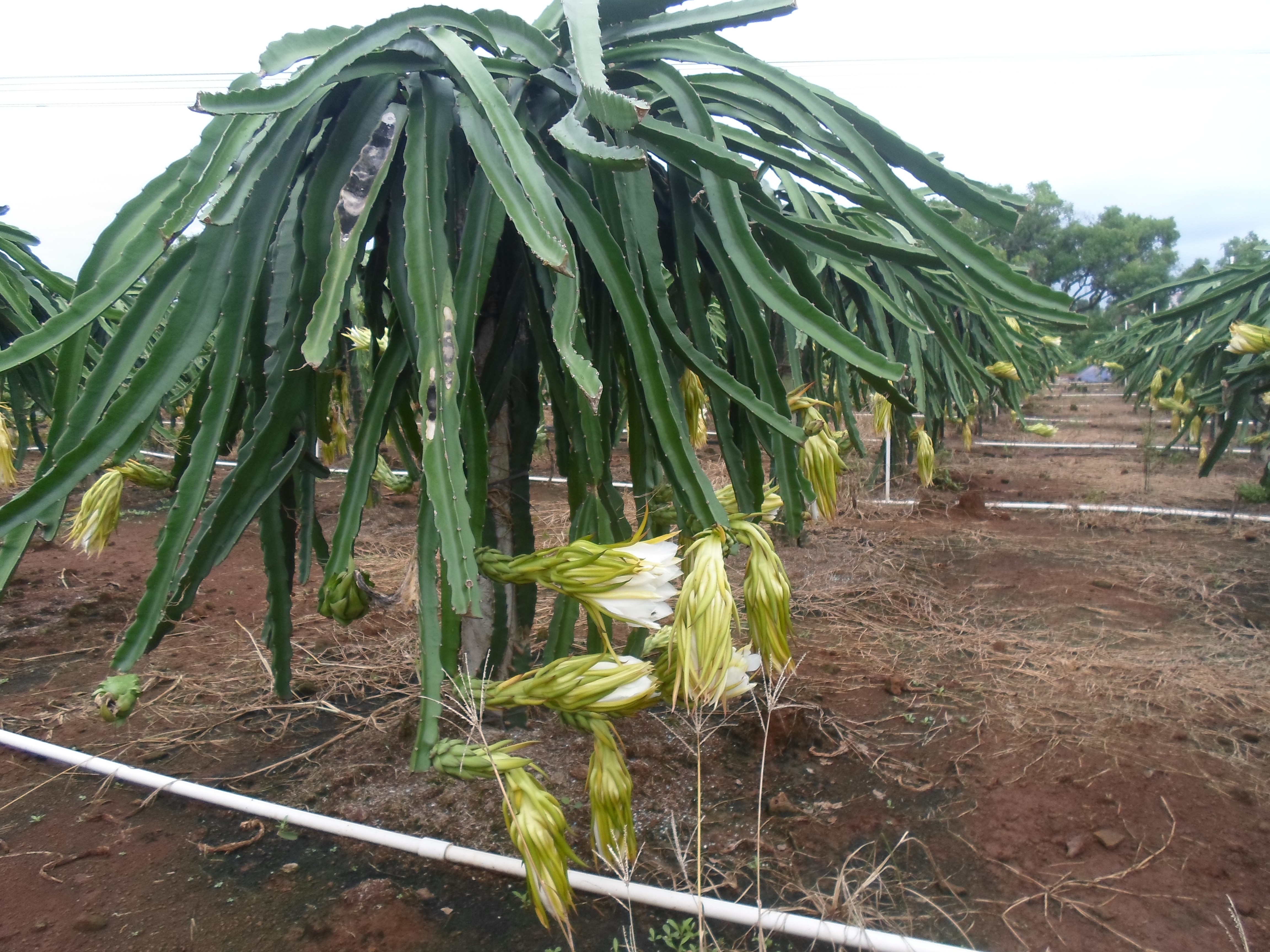 供應(yīng)臺(tái)灣大紅火龍果苗-紅水晶火龍果苗價(jià)格-火龍果苗批發(fā)-紅心自授粉火龍果苗