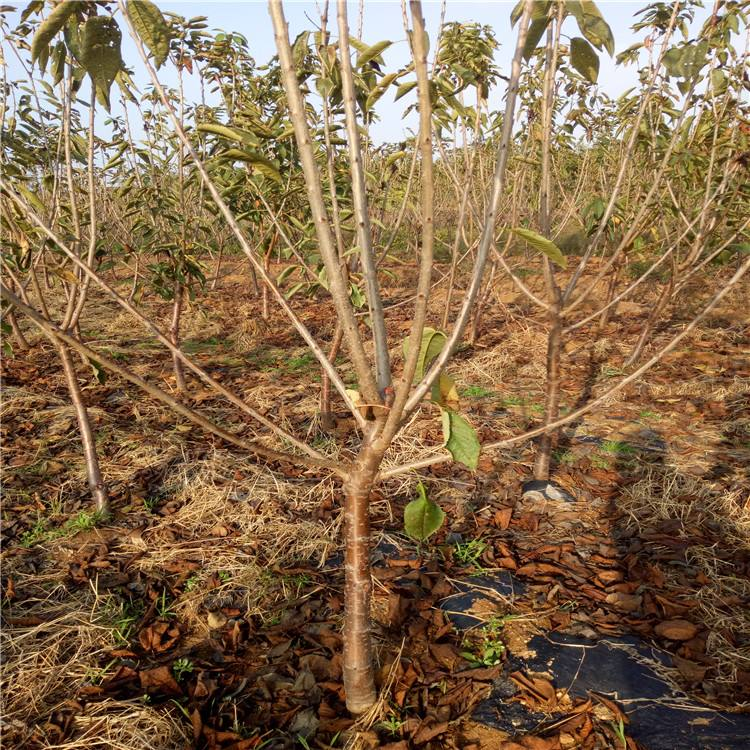 車?yán)遄訕涿?車?yán)遄訕涿缗l(fā) 3公分車?yán)遄訕涿?高存活車?yán)遄訕涿?*存活櫻桃苗