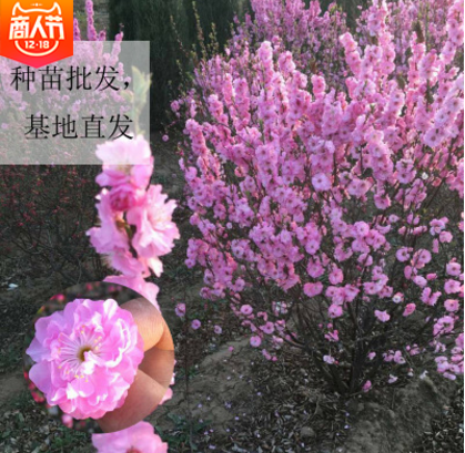 工程苗木供應(yīng) 工程苗木 工程苗木直銷 工程苗木報(bào)價(jià) 工程苗木批發(fā) 工程苗木電話