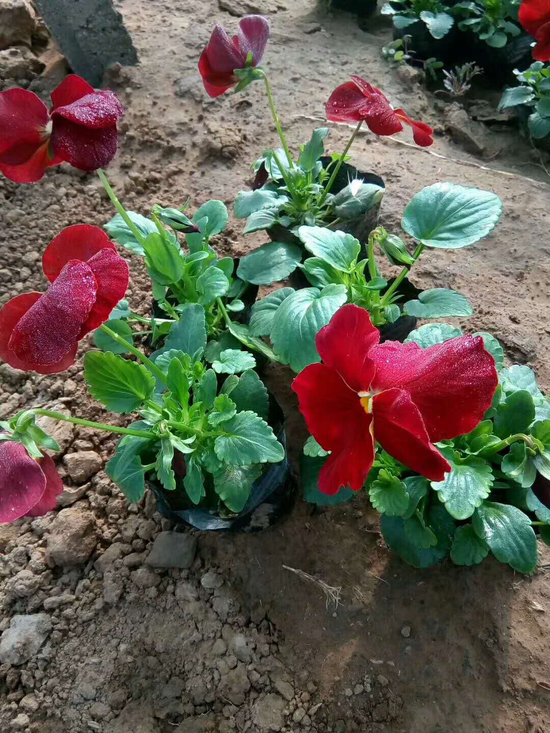 三色堇多花系列冬季時令花卉租擺花批發(fā)價格