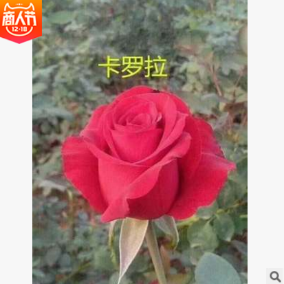 紅玫瑰報(bào)價(jià) 廠家紅玫瑰批發(fā) 廠家紅玫瑰供應(yīng) 廠家紅玫瑰哪家好 廠家紅玫瑰直銷