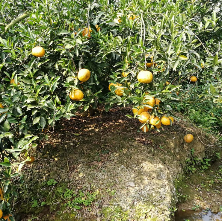 江門柑皮直銷 江門柑皮供應(yīng) 江門柑皮廠家 江門柑皮批發(fā) 江門柑皮價(jià)格 江門柑皮制造商 江門柑皮報(bào)價(jià) 江門柑皮定制