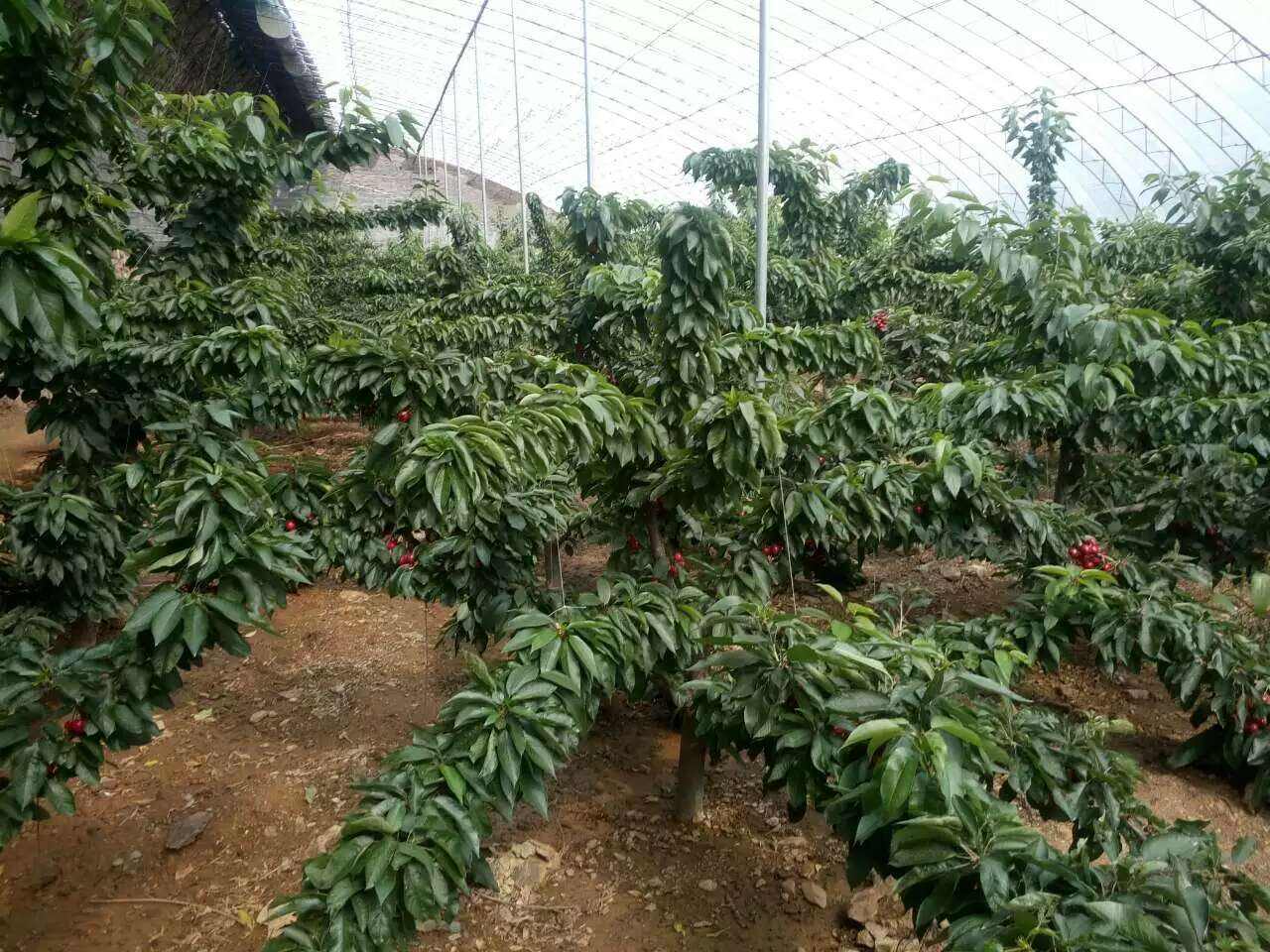 車?yán)遄訕涿?車?yán)遄訕涿缗l(fā) 3公分車?yán)遄訕涿?高存活車?yán)遄訕涿?*存活櫻桃苗