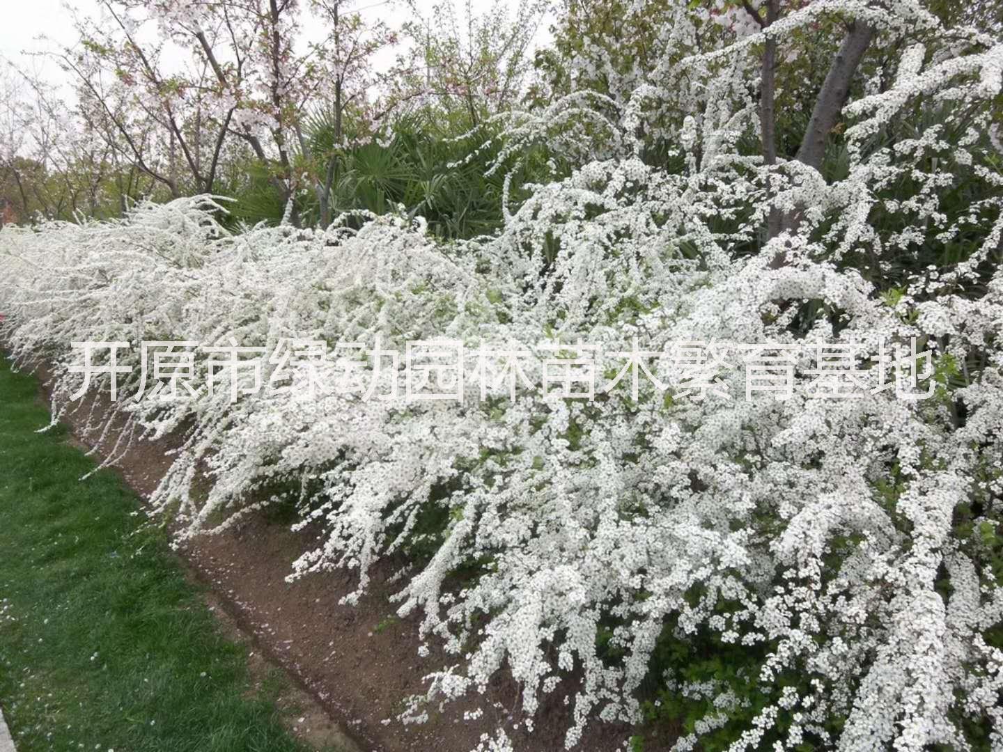 供應(yīng)噴雪花苗基地直銷噴雪花苗線葉繡線菊珍珠梅樹苗噴雪花價(jià)格噴雪花樹苗哪里賣