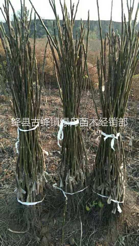 核桃苗批發(fā)價格12香玲核桃苗12晉龍核桃苗價格，核桃樹苗一棵 核桃苗批發(fā)價格