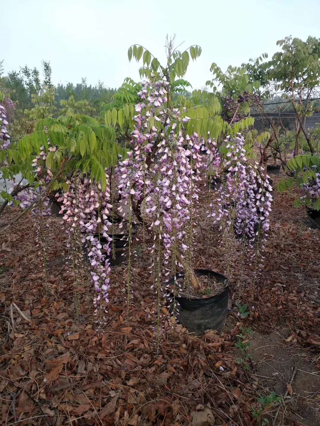 紫藤苗批發(fā) 紫藤苗廠家 紫藤苗基地
