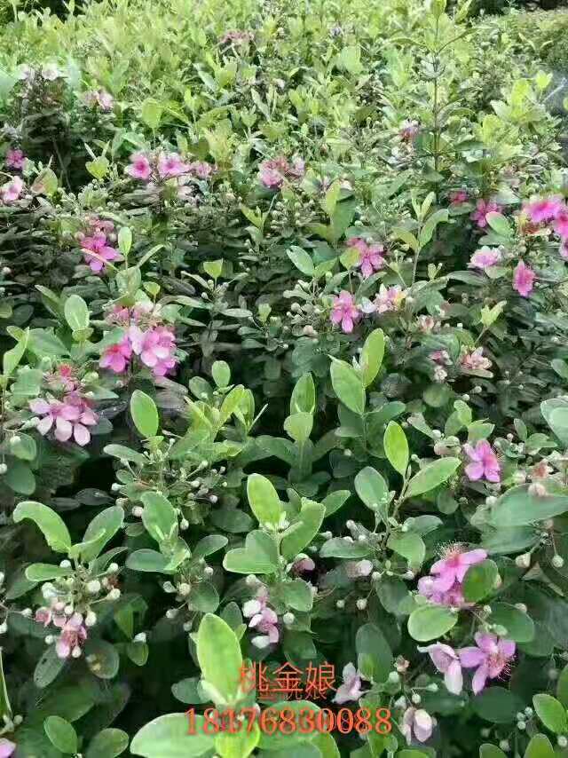 優(yōu)質(zhì)稔子苗種植方法 廣東稔子苗哪家好 高產(chǎn)量桃金娘苗 供應稔子苗經(jīng)銷商