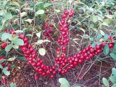 高鈣果苗，鈣果，農(nóng)大鈣果，紅鈣果苗，黃鈣果苗，鈣果種植，鈣果苗批發(fā) 農(nóng)大高鈣果苗