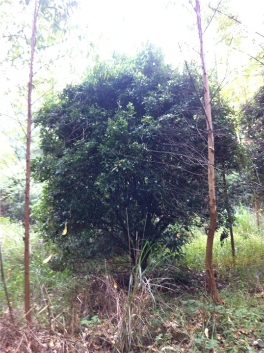 供應(yīng)廣西楊梅樹/廣西廣西楊梅樹基地/廣西楊梅樹價(jià)格/廣西楊梅樹基地