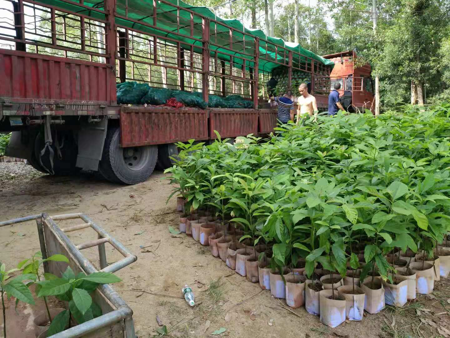 廣西優(yōu)質(zhì)牛油果苗苗圃 哈嘶牛油果苗標(biāo)價(jià) 福建桂肯牛油果苗批發(fā) 種植基地 廣西牛油果苗