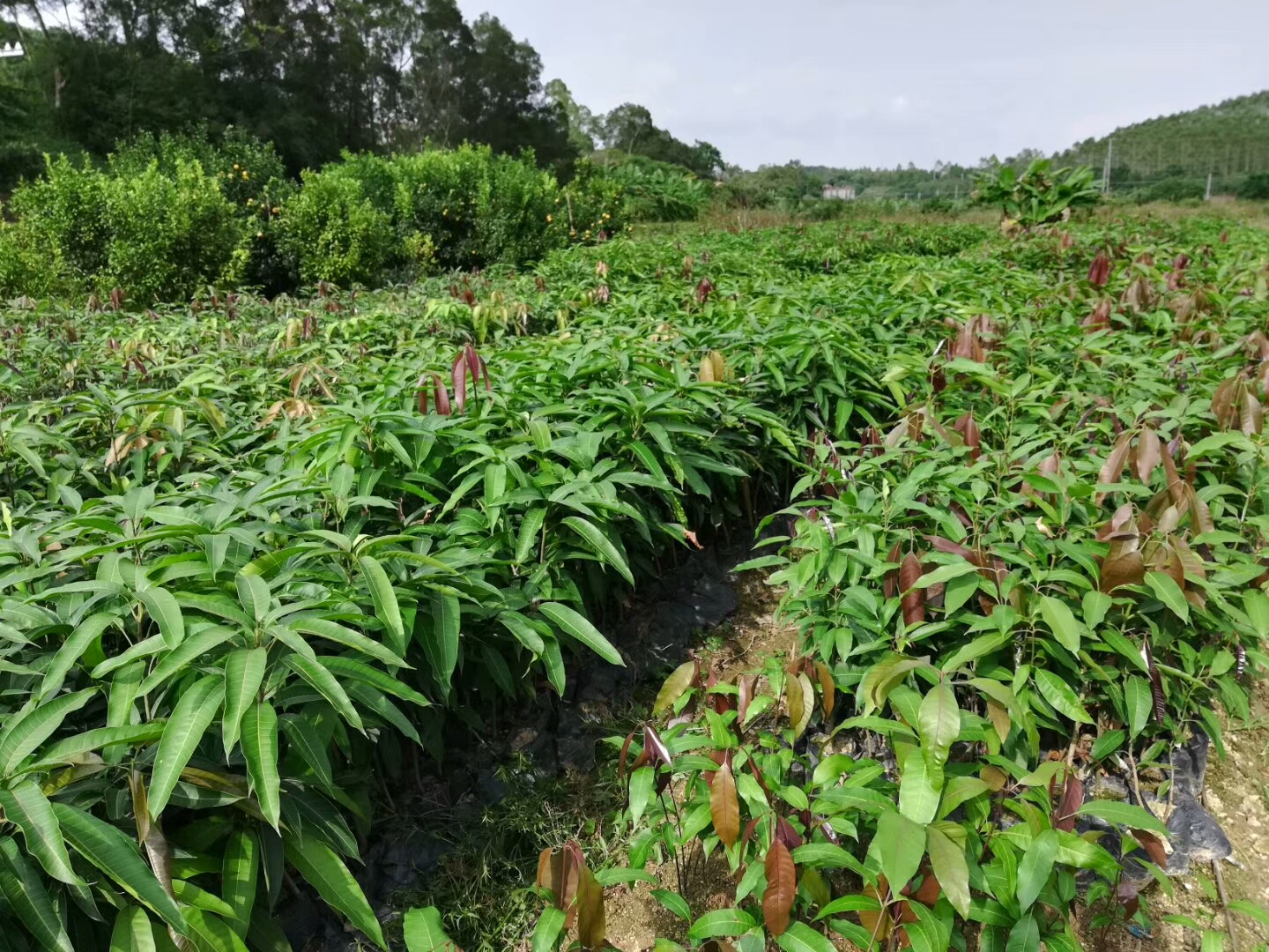 廣東凱特芒果苗批發(fā)價