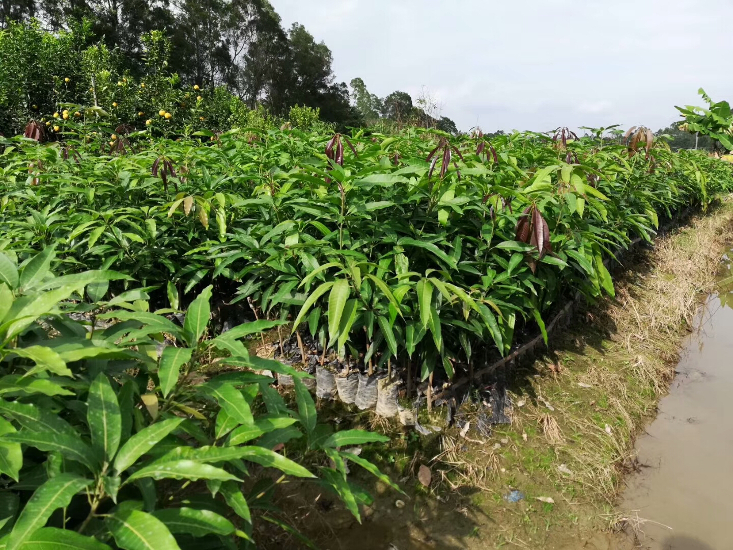 供應(yīng)芒果苗基地 桂七芒果圖片 金煌芒果 紅貴妃芒果  凱特芒果 四季蜜芒 批發(fā)價(jià)格 培育基地