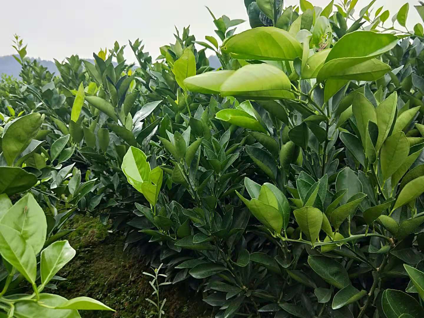 重慶秀山紐荷爾臍橙大果型苗種植基地直銷(xiāo)批發(fā)存活率高產(chǎn)量大價(jià)格報(bào)價(jià)